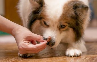 Top 7 Best Low-Calorie Dog Treats Top 7 Best Low Calorie Dog Treats 2020