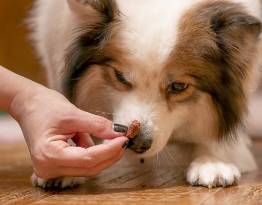 Top 7 Best Low-Calorie Dog Treats Top 7 Best Low Calorie Dog Treats 2020