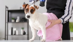 How Much to Tip a Dog Groomer? – Top Dog Tips