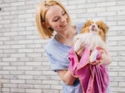 How Much to Tip a Dog Groomer? how much to tip a dog groomer