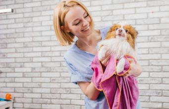 How Much to Tip a Dog Groomer? how much to tip a dog groomer