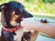 How To Make A Dog Stop Biting how to make a dog stop biting