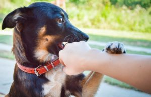 How To Make A Dog Stop Biting how to make a dog stop biting