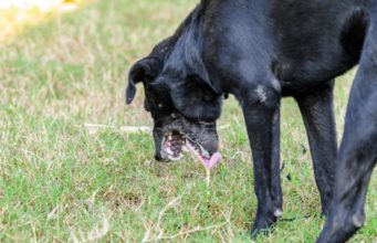 How To Settle A Dog’s Stomach how to settle a dog's stomach