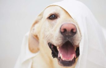 20 Labrador Retriever Facts You Didn’t Know 20 Labrador Retriever Facts You Never Knew