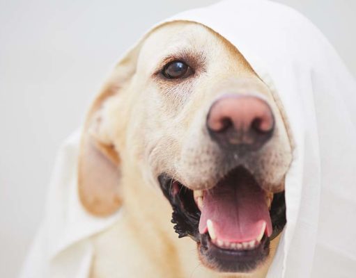20 Labrador Retriever Facts You Didn’t Know 20 Labrador Retriever Facts You Never Knew