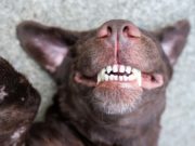 40 Tips On How to Make Your Dog Happy 40 Tips On How to Make Your Dog Happy & Be the Best Dog Owner Ever