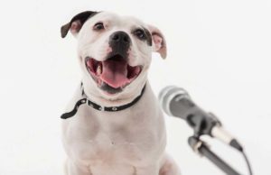 7 Tips for Launching a Pets Podcast 7 Tips for Launching a Pets Podcast featured image