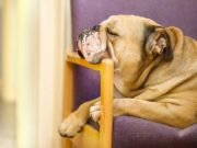 8 Ways to Encourage a Lazy Dog to Exercise 8 Ways to Encourage a Lazy Dog to Exercise