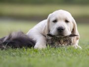 8 Ways to Make Your Dog and Cat Get Along 8 Ways to Make Your Dogs and Cats Get Along