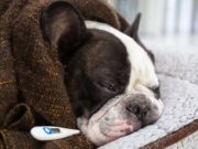 How Do I Know If My Dog Has a Fever? How Do I Know If My Dog Has a Fever