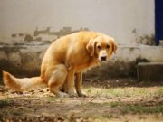 My Dog Has Bloody Diarrhea: Causes and Treatment My Dog Has Bloody Diarrhea - Causes and Treatment