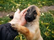 My Top 10 First Time Dog Owner Tips My Top 10 First Time Dog Owner Tips