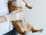 Stomach Ulcer in Dogs: Causes and Treatments Stomach Ulcer in Dogs - Causes and Treatments