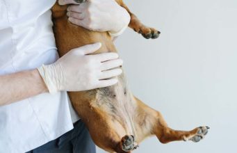 Stomach Ulcer in Dogs: Causes and Treatments Stomach Ulcer in Dogs - Causes and Treatments