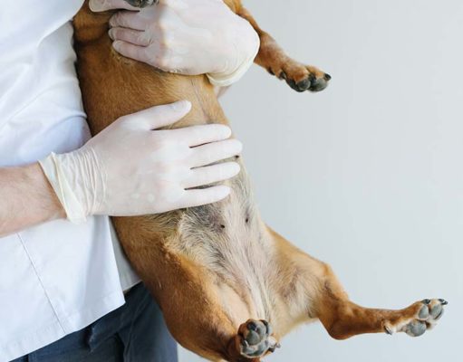 Stomach Ulcer in Dogs: Causes and Treatments Stomach Ulcer in Dogs - Causes and Treatments