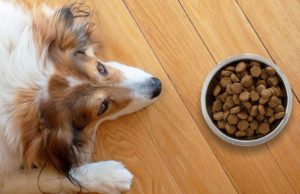 The Dog Cancer Diet: What You Should Know Brown and white dog lying on a wooden floor near dog food bowl filled with kibble