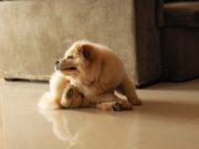 What to Do If Your Dog Has Fleas What to Do If Your Dog Has Fleas