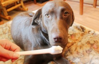 How to Clean Dog’s Teeth dog toothpaste