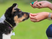 How Much to Tip Dog Trainers? how much to tip dog trainers
