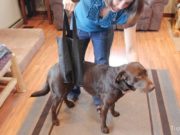 6 Tips on How to Make a Dog with a Slipped Disc Comfortable how to make a dog with a slipped disc comfortable