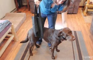 6 Tips on How to Make a Dog with a Slipped Disc Comfortable how to make a dog with a slipped disc comfortable