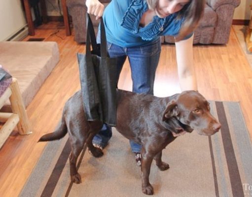 6 Tips on How to Make a Dog with a Slipped Disc Comfortable how to make a dog with a slipped disc comfortable