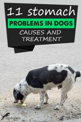 Stunning Causes Of Stomach Problems In Dogs From Grass image