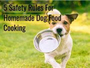 5 Safety Rules for Homemade Dog Food Cooking Brown and white dog holding a metal dog food bowl in this mouth while running