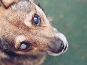 8 Essential Blind Dog Products You Must Have in 2024 8 Essential Blind Dog Products You Must Have