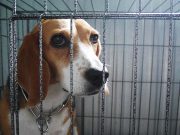 9 Upsetting Truths About Dogs in Laboratory Experiments 9 Upsetting Truths About Dogs in Laboratory Experiments