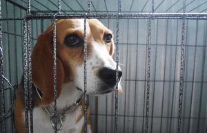 9 Upsetting Truths About Dogs in Laboratory Experiments 9 Upsetting Truths About Dogs in Laboratory Experiments