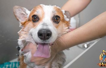 TOP #122: How to Start a Pet Franchise How to Start a Pet Franchise Podcast