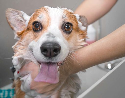 TOP #122: How to Start a Pet Franchise How to Start a Pet Franchise Podcast