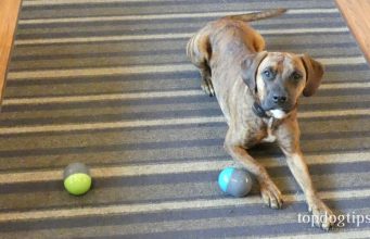 Review: PetSafe Ricochet Dog Toy PetSafe Ricochet Dog Toy