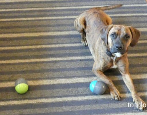 Review: PetSafe Ricochet Dog Toy PetSafe Ricochet Dog Toy