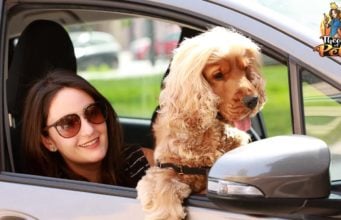 TOP #123: Ridesharing for Dogs and Their Owners Ridesharing for Dogs and Their Owners