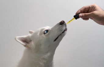 9 Reasons CBD Is Good For Dogs And How To Give It 10 Reasons CBD Is Good For Dogs And How To Give It