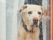 5 Reasons Why Some Owners Neglect Their Pets 5 Reasons Why Some Owners Neglect Their Pets