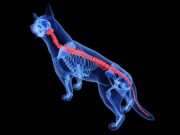 Dog Back Injury: Causes, Prevention, Signs & Treatment dog spine diagram