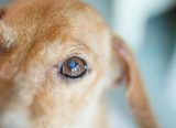 Natural Treatment For Cataracts In Dogs – Top Dog Tips
