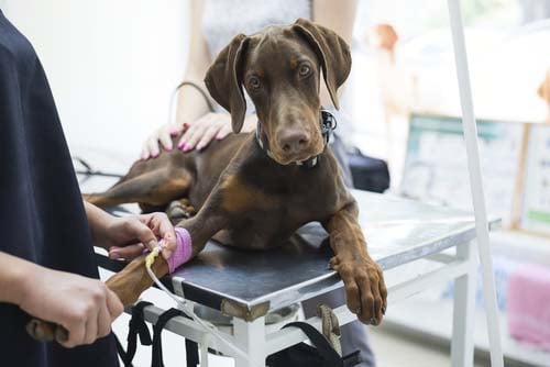 dog at vet