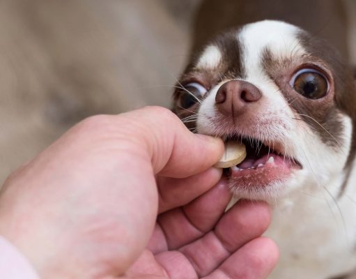 10 Best Multivitamins and Supplements for Dogs 10 Best Multivitamin Supplements for Dogs