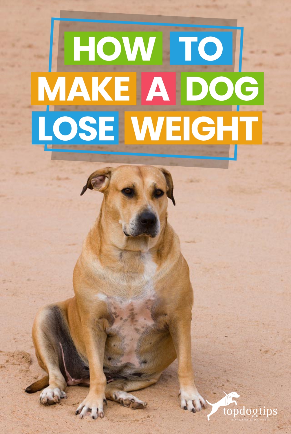 How To Make A Dog Lose Weight Top Dog Tips