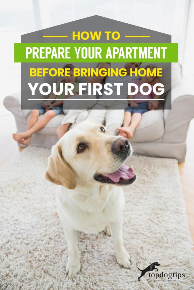 How to Have A Dog In An Apartment How To Prepare