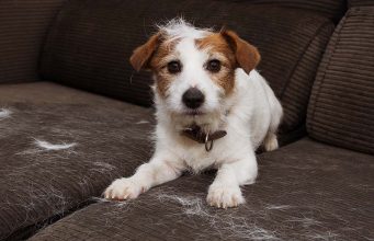 5 Best Air Purifiers for Dog Hair 5 Best Air Purifiers for Dog Hair