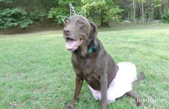 5 Easy DIY Dog Costume Ideas DIY Dog Costume Ideas #2: Ballerina