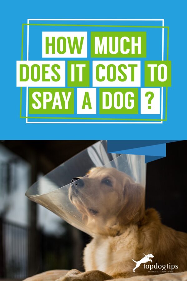 Cost of Fixing Your Dog and Ways You Can Save Money
