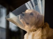 How Much Does It Cost to Spay a Dog? How Much Does It Cost to Spay a Dog?