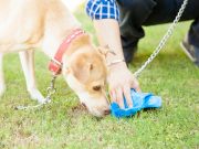How To Make A Dog Stop Eating Poop How To Make A Dog Stop Eating Poop